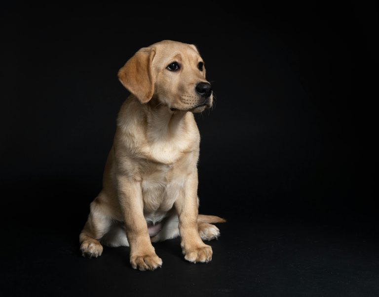 Valpkurs och annan hundträning i Stockholm – Ge din hund en bra start